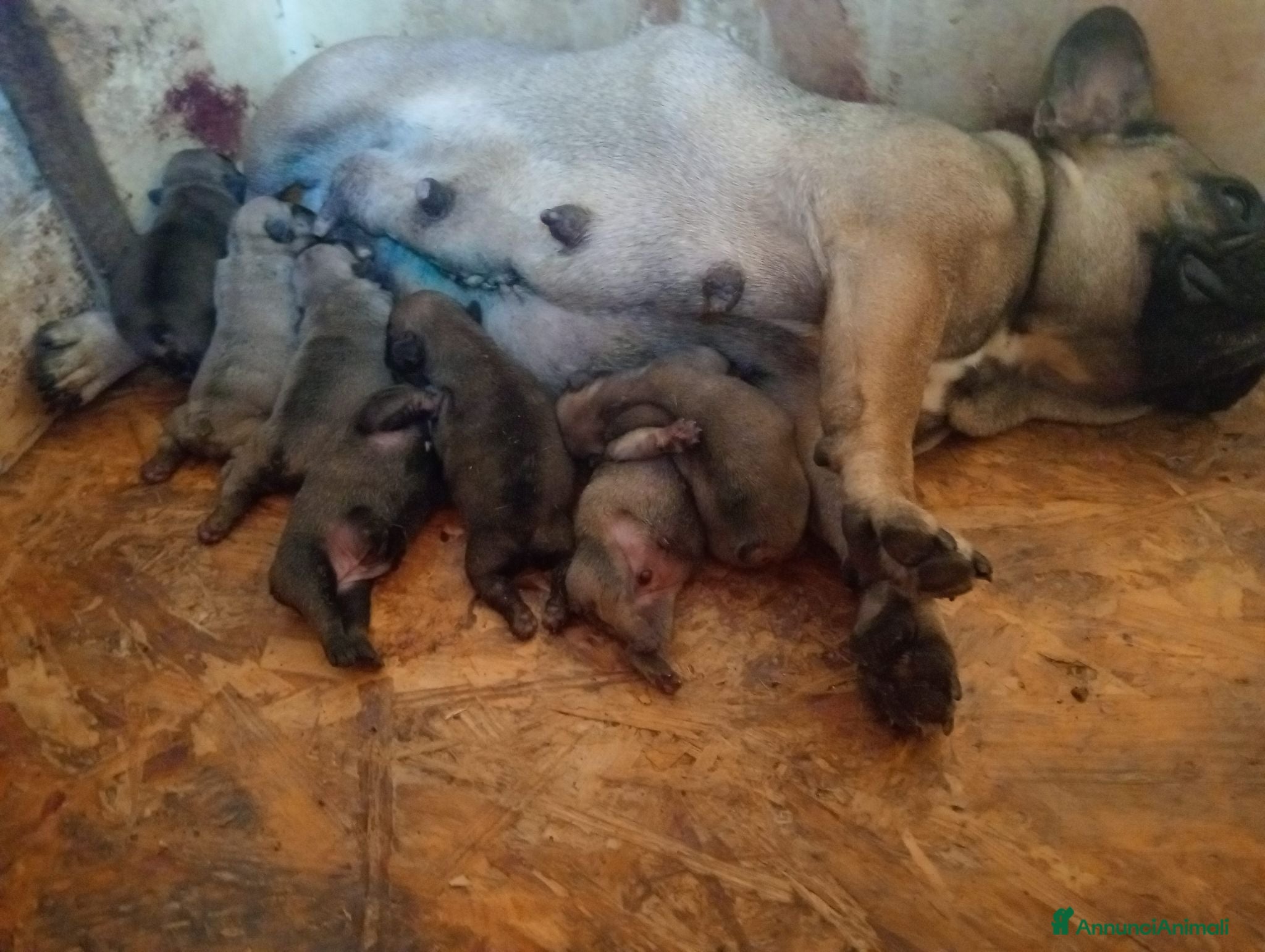 Bulldog Francese cani Bulldog francese  - Annuncio 1