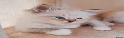 Ragdoll gatti in vendita: Ragdoll cucciola  - Annuncio 3