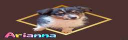 Australian Shepherd cani in vendita: Cuccioli pastore australiano  - Annuncio 3