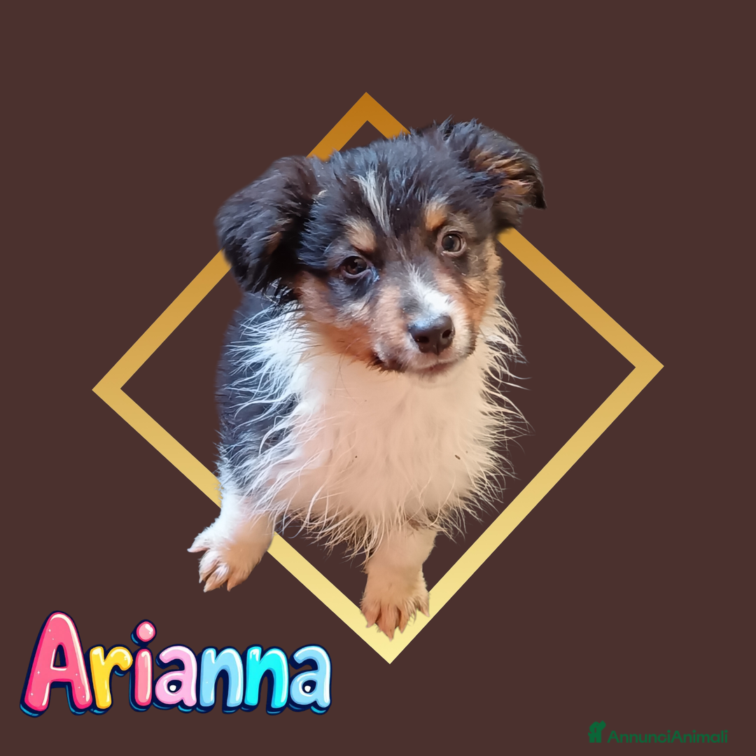 Australian Shepherd cani in vendita: Cuccioli pastore australiano  - Annuncio 3