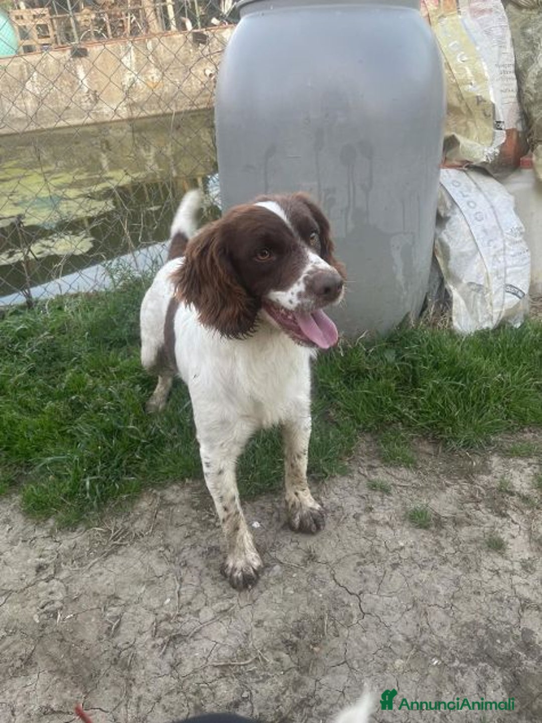 Meticcio cani in regalo: LUCIO simpatico! - Annuncio 4