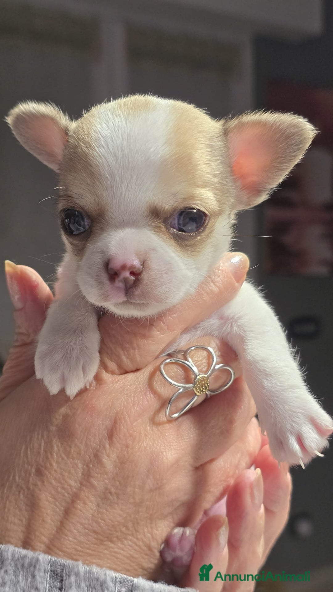 Chihuahua cani in vendita: Bellissimo chihuahua  - Annuncio 5