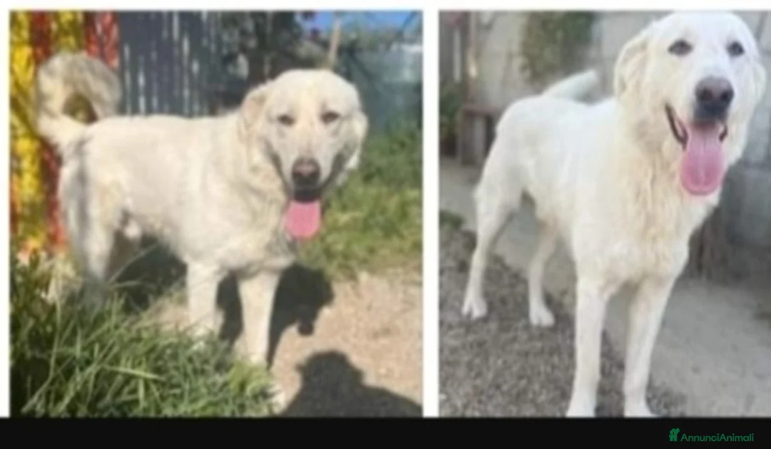 Meticcio cani in regalo: Sole 3anni trovato in 1sacco in 1canale.SICILIA a Città metropolitana di Milano - Annuncio 3