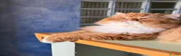 Persiano gatti per accoppiamento: Una compagna per il mio gatto persiano a Città Metropolitana di Torino - Annuncio 3