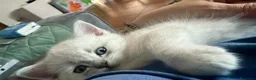 Scottish gatti in vendita: Gattino schottish bianco con occhi azzurri - Annuncio 12