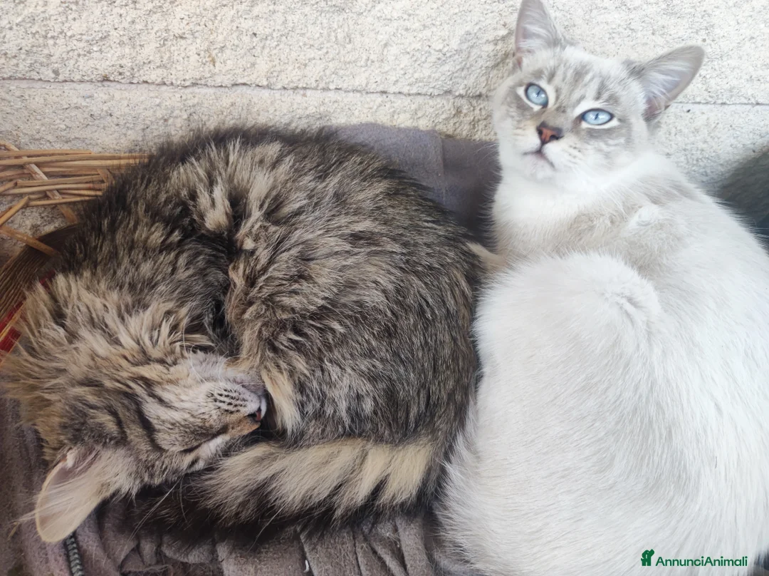 Meticcio gatti in regalo: Bella cerca casa! - Annuncio 4