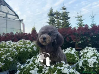 Barboncino Toy cani Barboncino TREQUARTIDILUNA - Annuncio 8