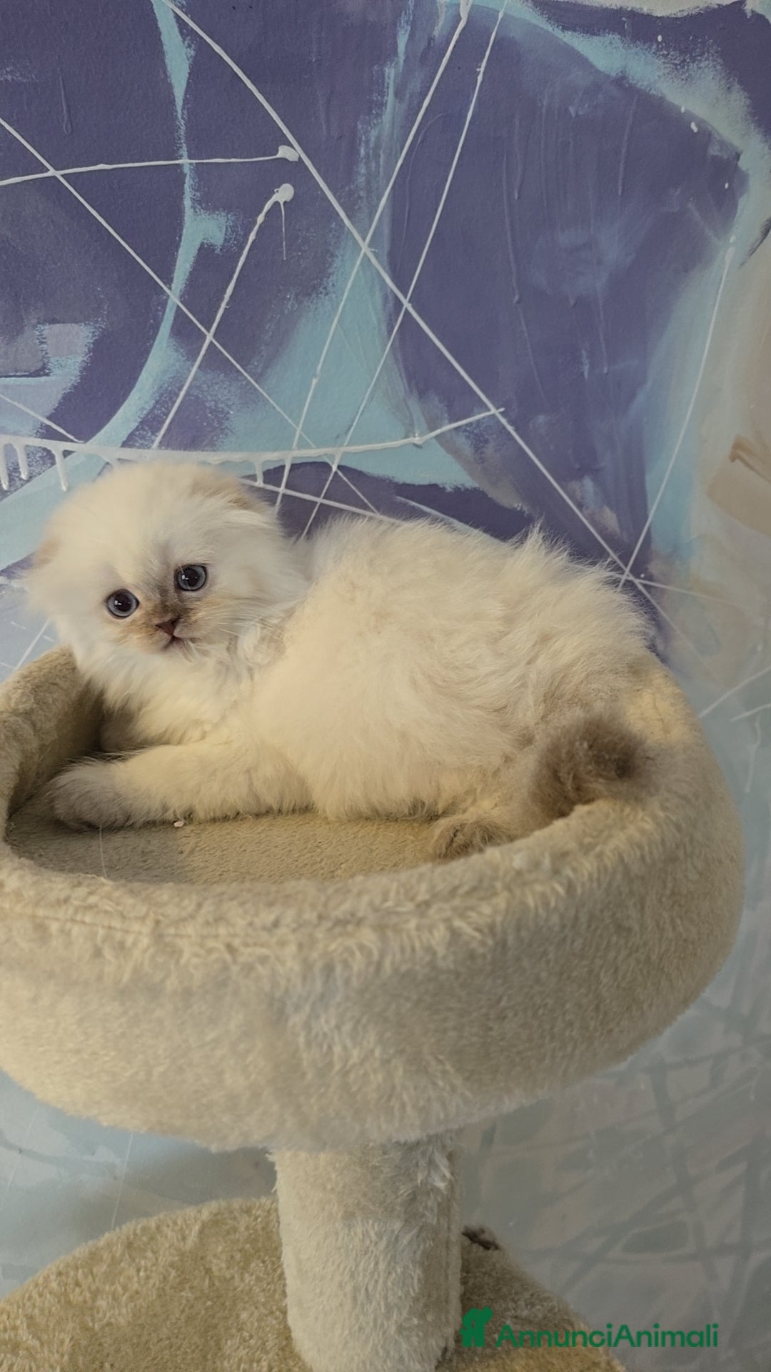 Scottish gatti in vendita: Scottish Fold e Straight  - Annuncio 14