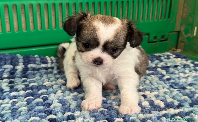 Chihuahua cani a Città metropolitana di Milano - Annuncio 12