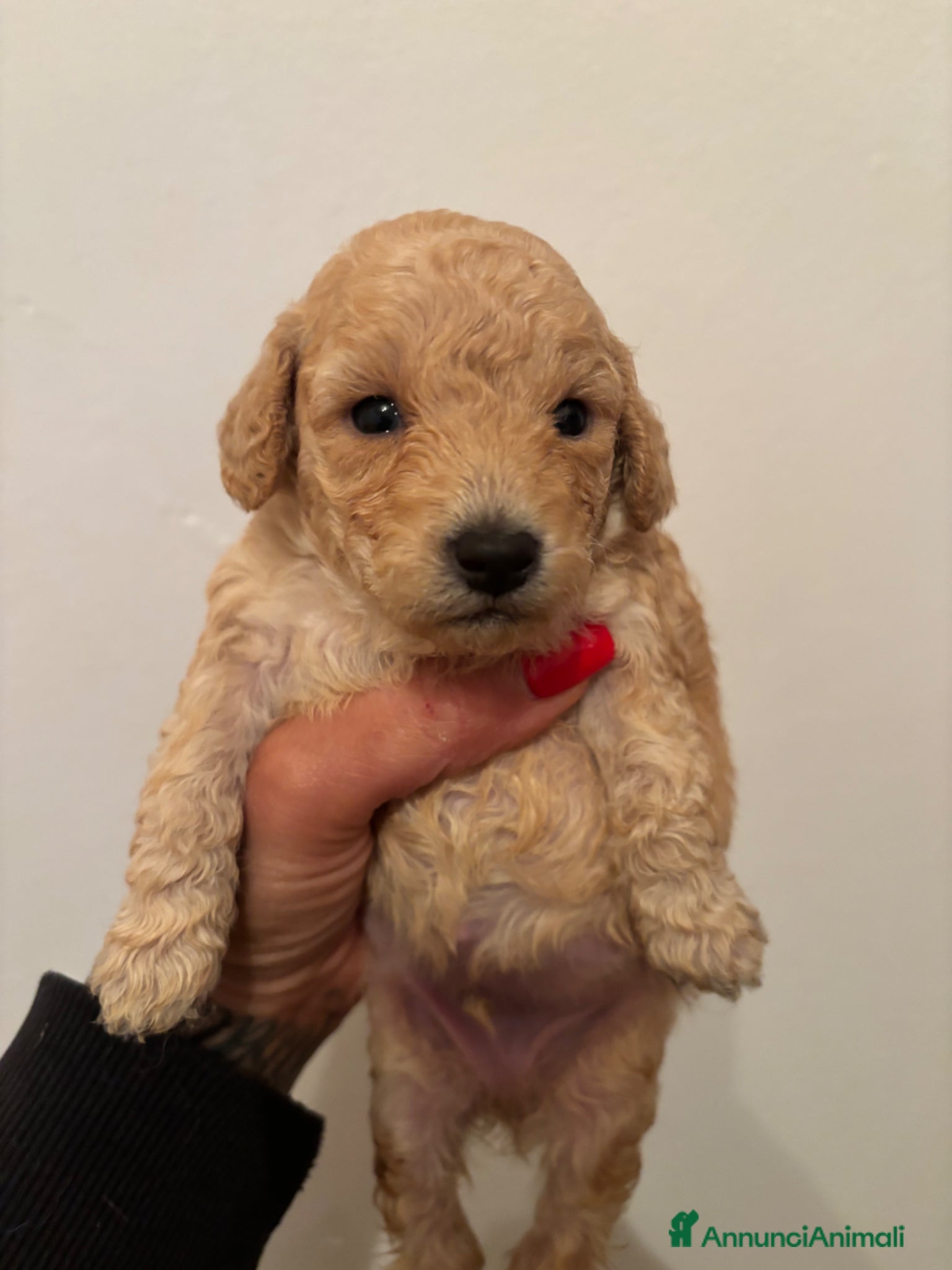 Barboncino cani Barboncini nani - Annuncio 1