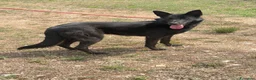 Meticcio cani in regalo: Alex simil belga a Città Metropolitana di Venezia - Annuncio 2