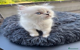 Persiano gatti in vendita: Gattini persiani Chinchilla e Himalayani  a Provincia di Ravenna - Immagine 16