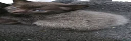 Meticcio gatti in regalo: Gattino di rarissima colorazione - Annuncio 4