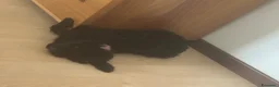 Barboncino Toy cani in vendita: Vendo barboncino toy 11 mesi Nero  - Annuncio 3
