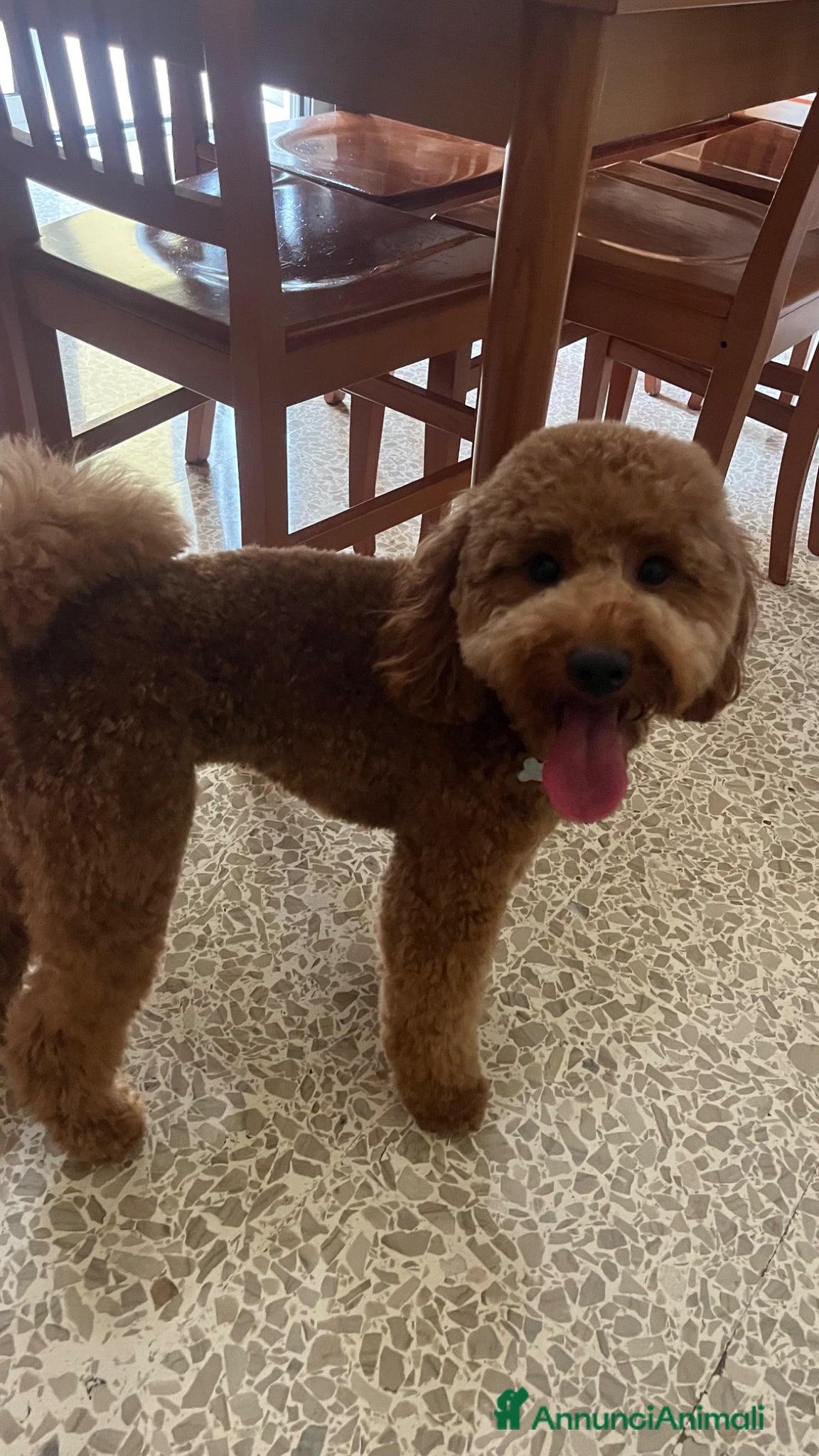 Barboncino cani per accoppiamento: CERCO BARBONCINO NANO FEMMINA DA FAR ACCOPPIARE a Città Metropolitana di Napoli - Annuncio 5