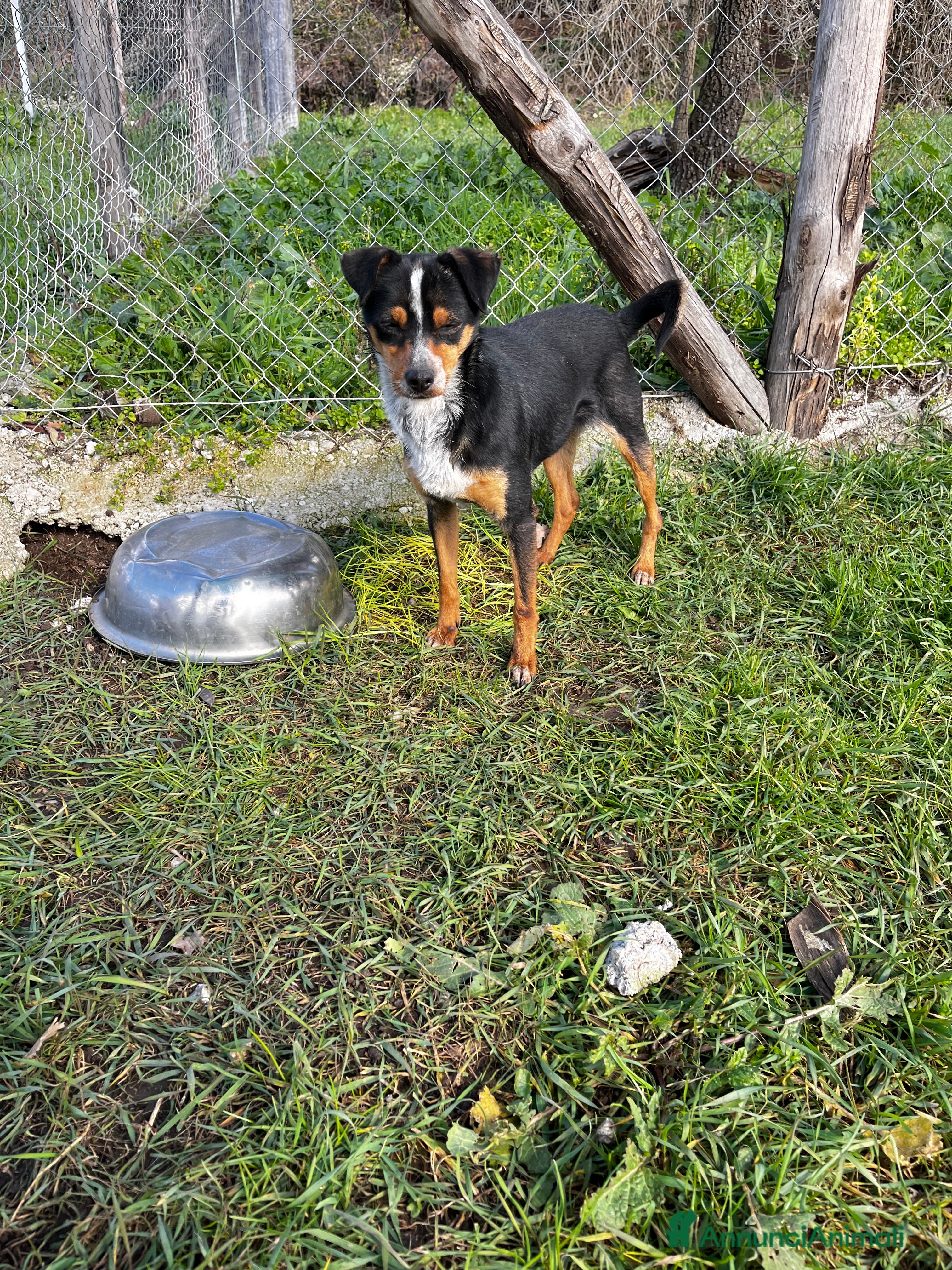 Meticcio cani Otto  - Annuncio 2