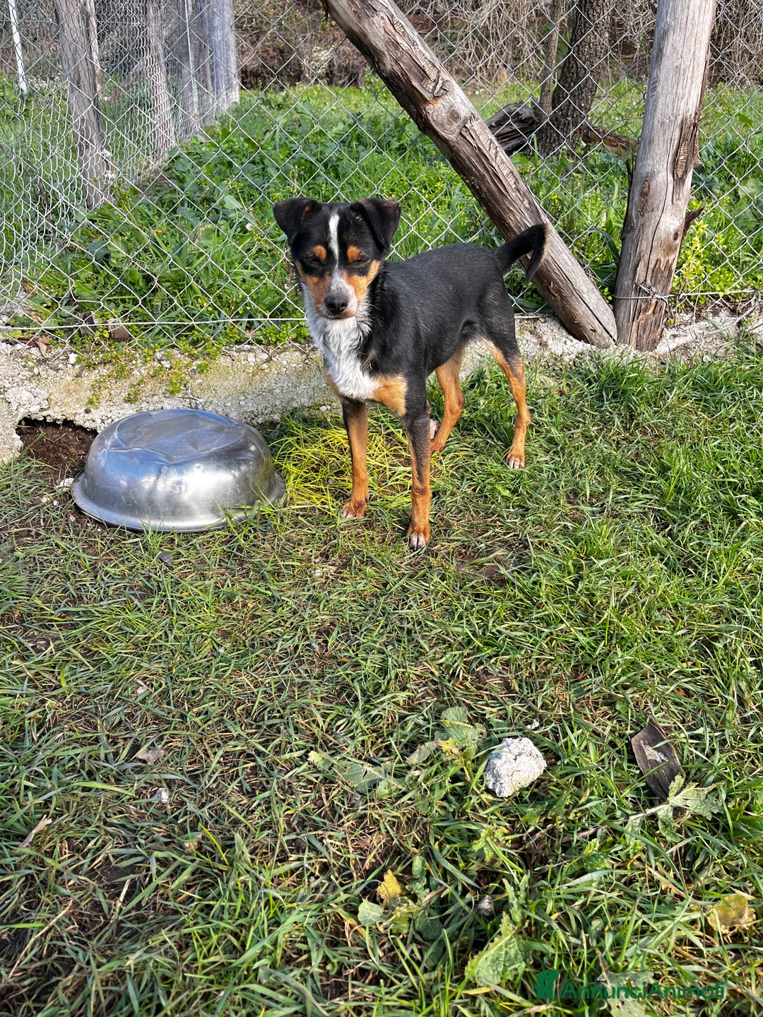 Meticcio cani in regalo: Otto  - Annuncio 2