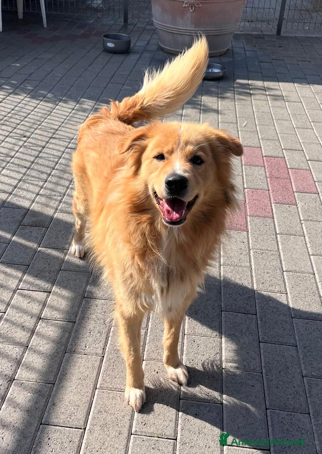 Meticcio cani in regalo: DIOR CAGNOLINO FULVO - Annuncio 12