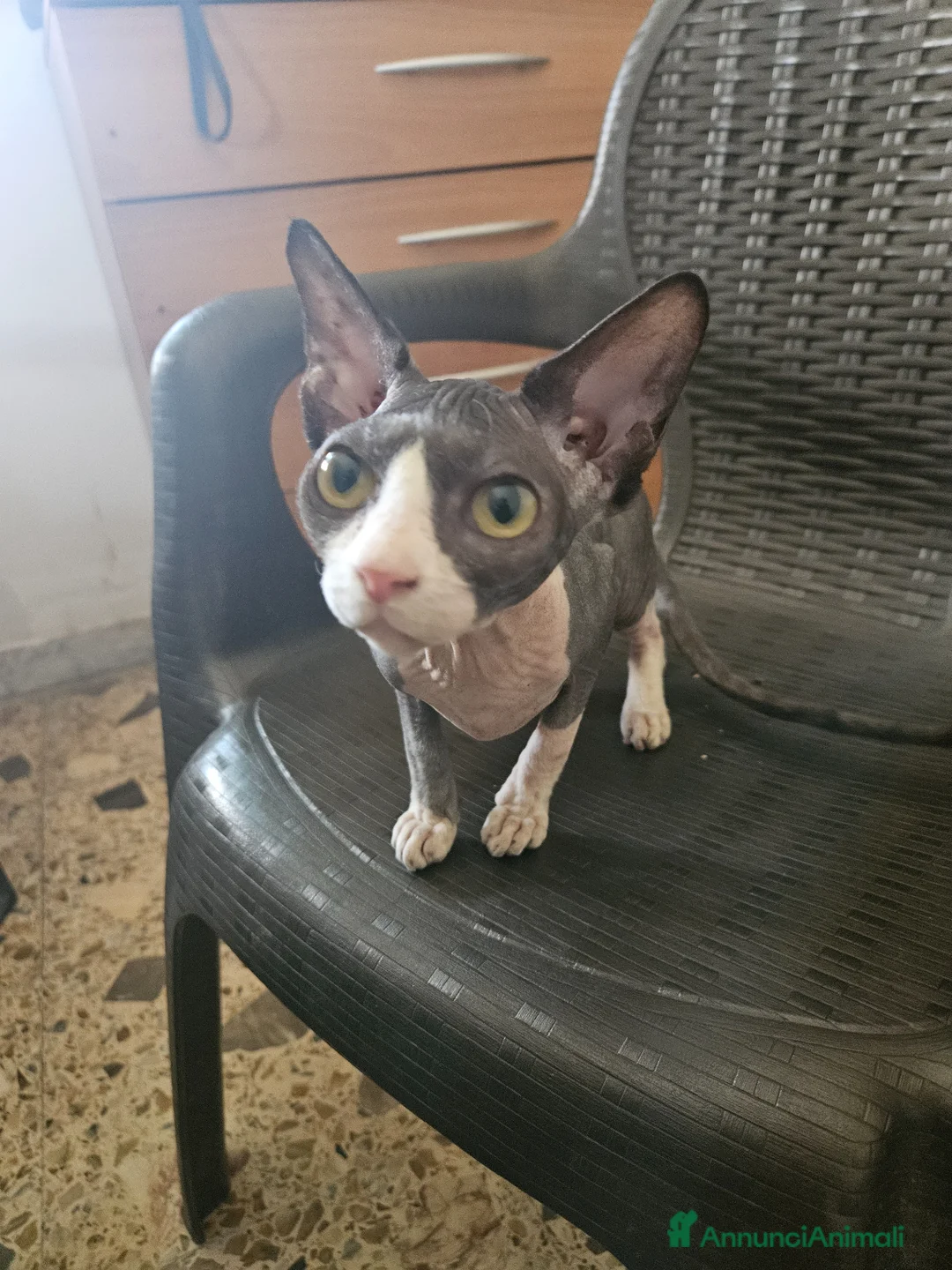 Sphynx gatti in vendita: Vendo gatto nudo SPYNX - Annuncio 2