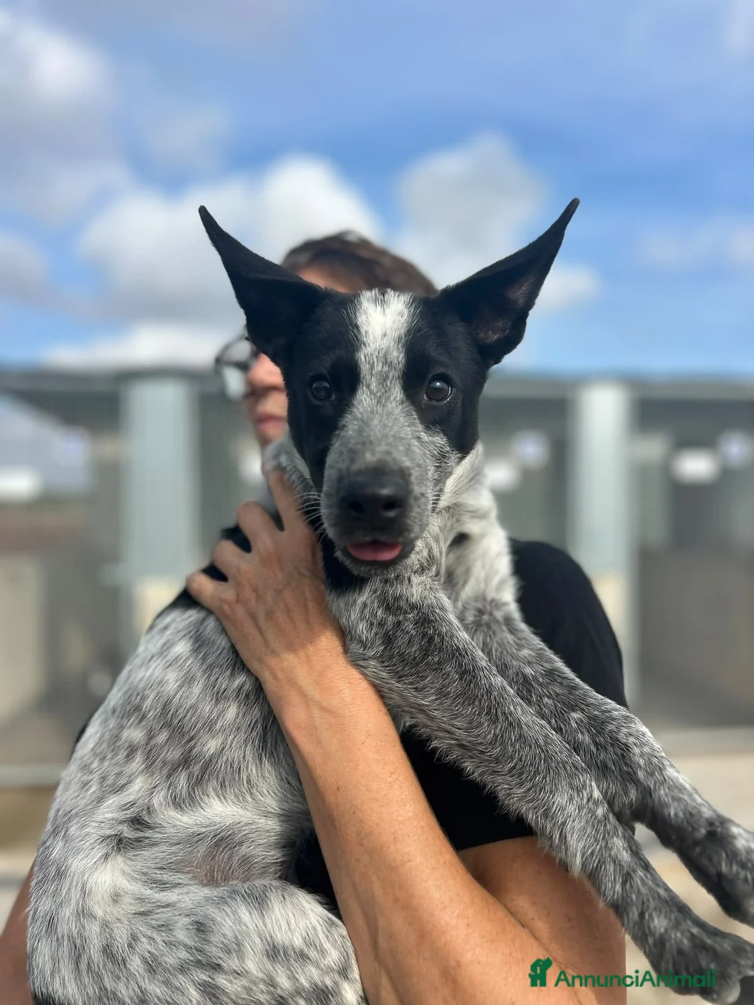 Meticcio cani in regalo: 🐾 FLORA & LEICA CERCANO CASA! 🐾 - Annuncio 2