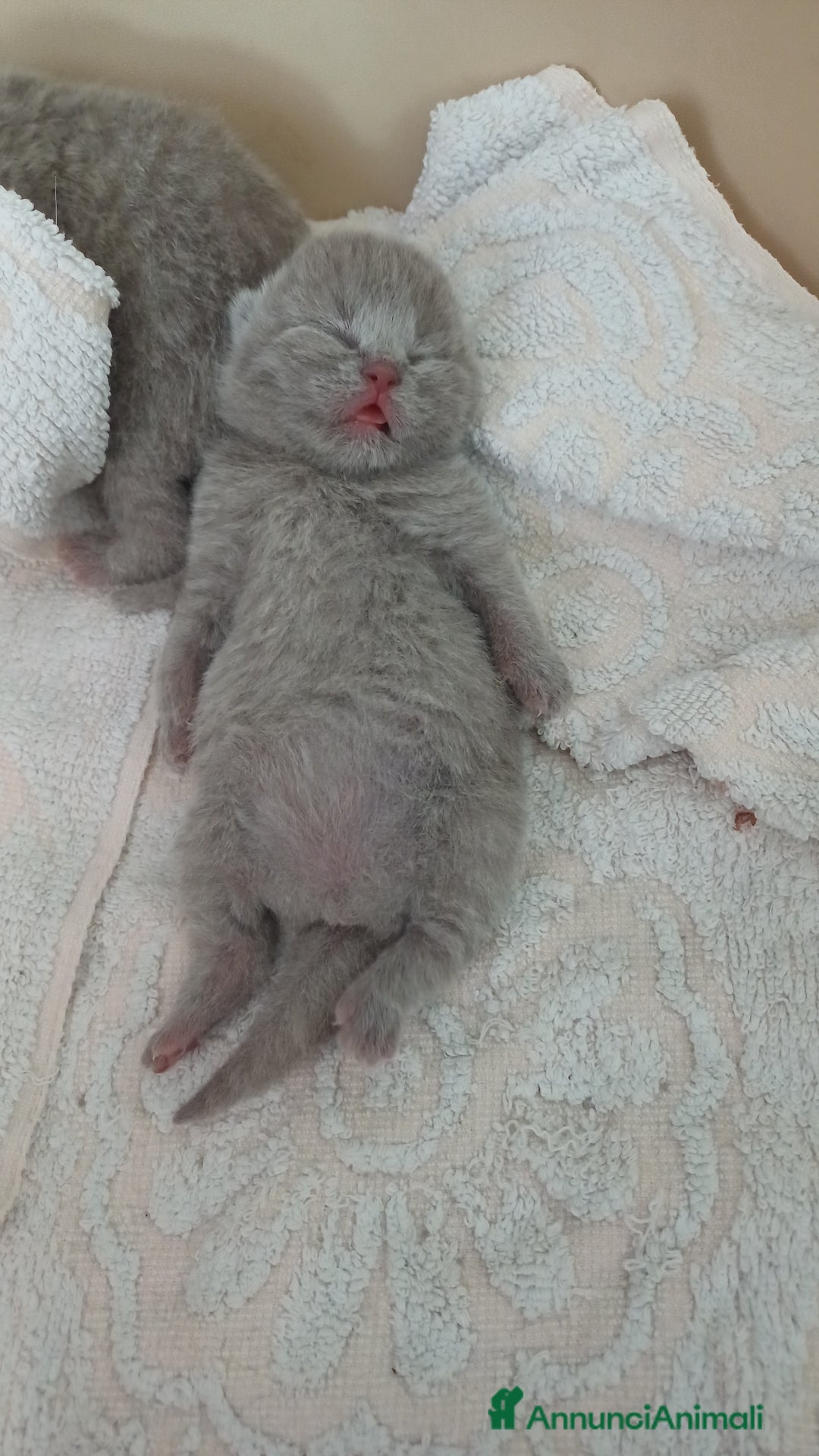 Scottish gatti in vendita: Scottish blu pointer straight  a Provincia di Gorizia - Immagine 3