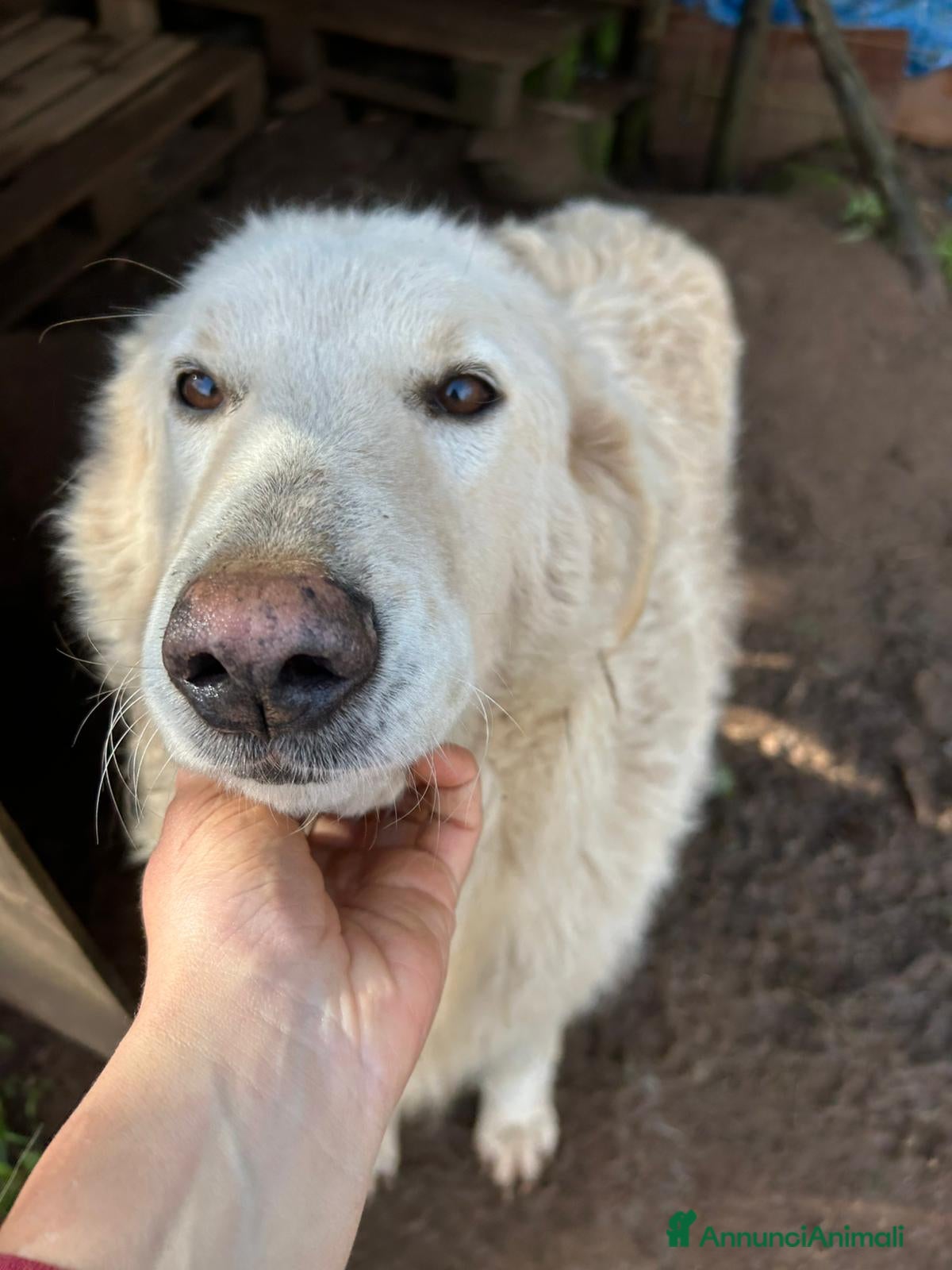 Meticcio cani Bianca splendida simil Maremmano cerca casa - Annuncio 1