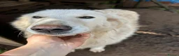 Meticcio cani in regalo: Bianca splendida simil Maremmano cerca casa - Annuncio 1