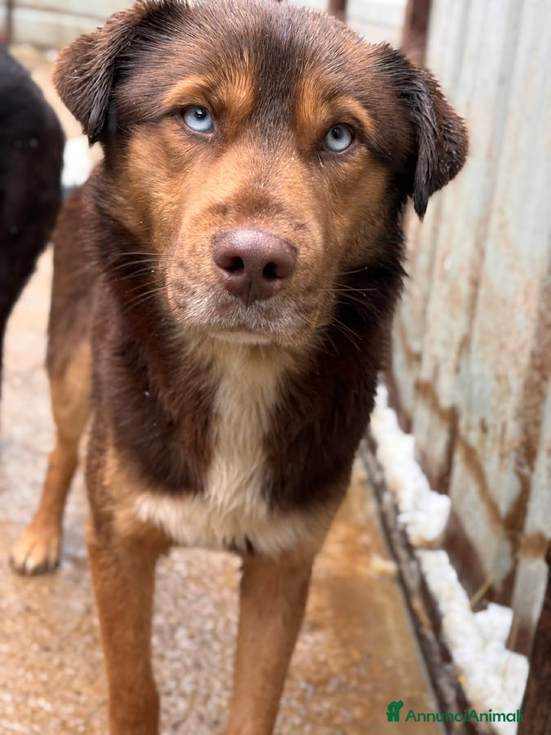 Meticcio cani in regalo: AURON, dagli occhi più belli del mondo! - Annuncio 10