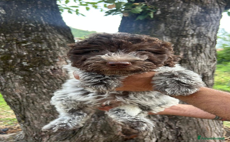 Lagotto cani a Provincia di Terni - Annuncio 11