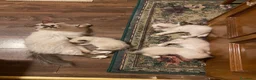 Sacro di Birmania gatti in vendita: Gravinensis Nefertiti – Sacro di Birmania - Annuncio 4