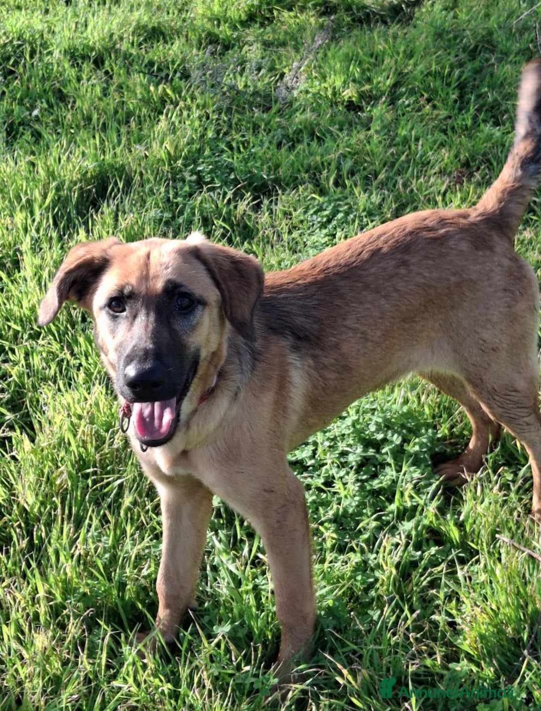Meticcio cani in regalo: MORA 🩷 -cucciola stupenda; nessuno chiama per lei - Annuncio 6