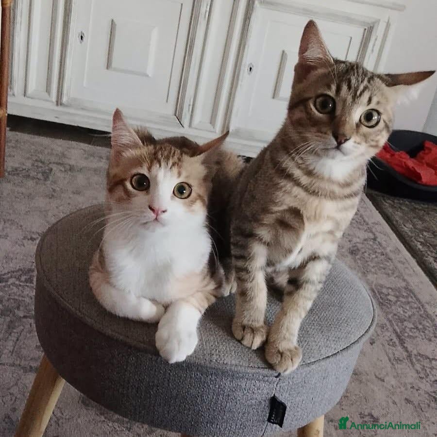 Meticcio gatti Alex e Lucio, adorabili micini - Annuncio 36