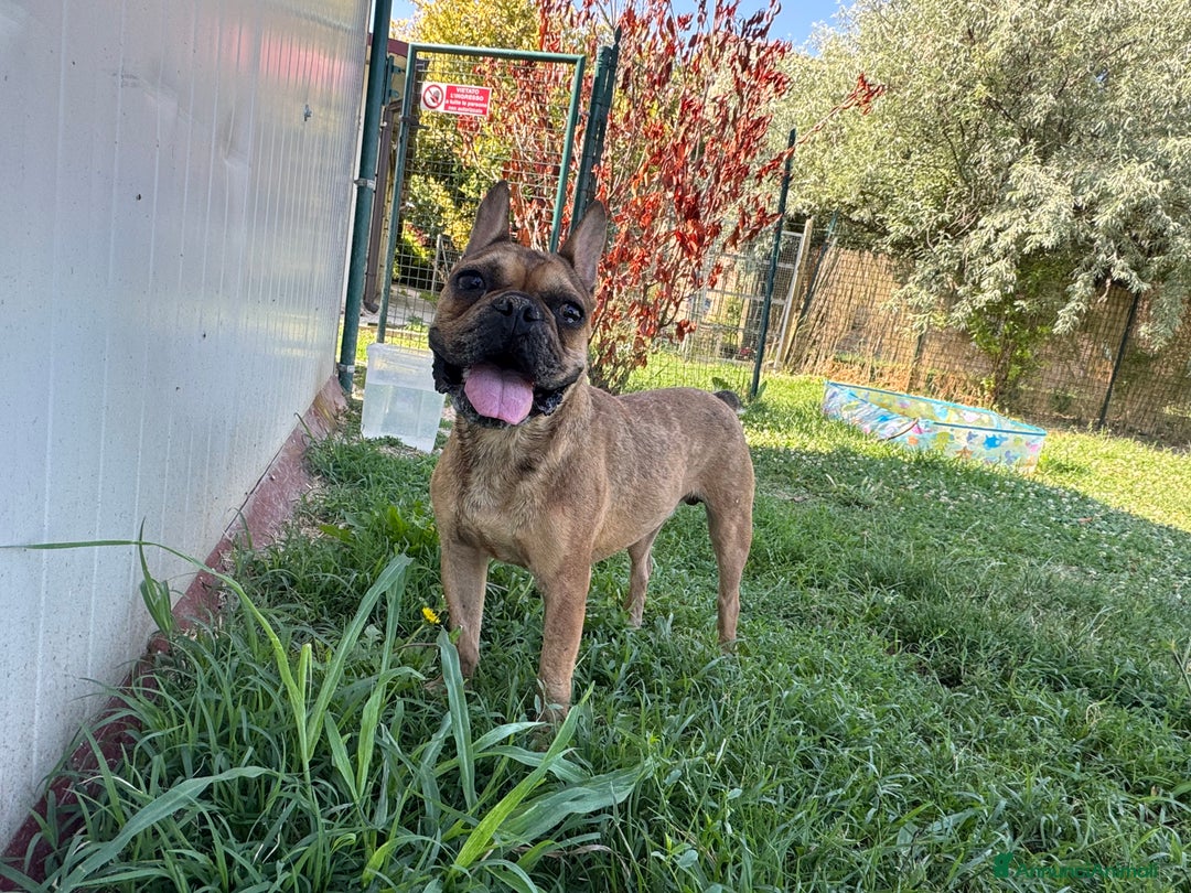 Bulldog Francese cani in regalo: Simil Bouledogue Francese a Provincia di Ferrara - Immagine 11