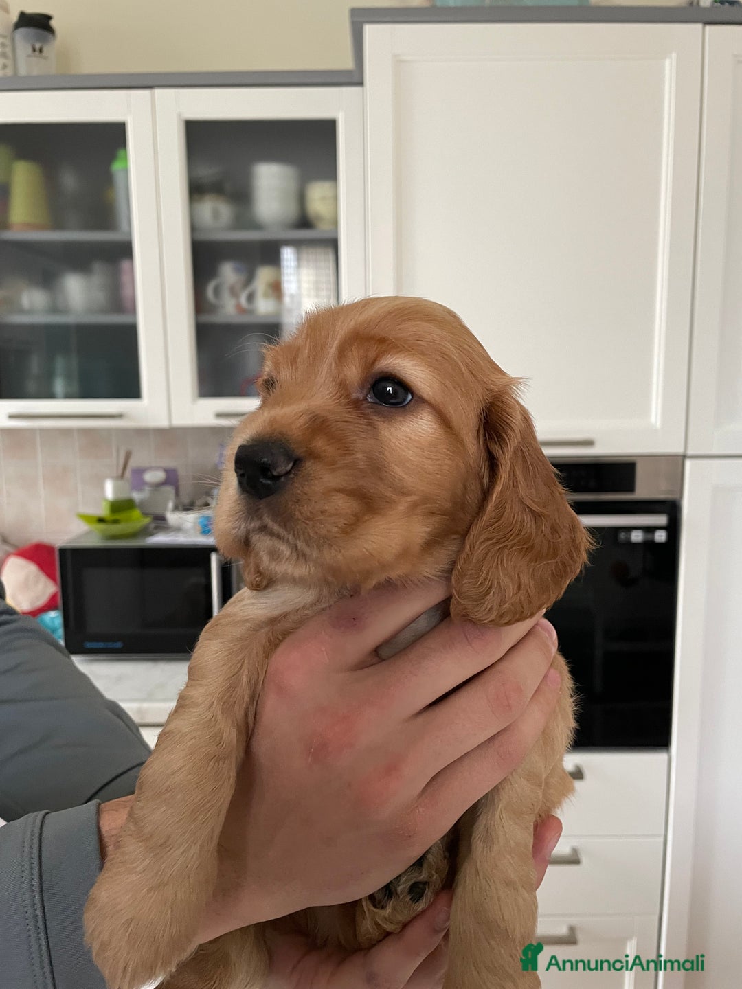 Cocker cani in vendita: Dolcissimi cuccioli di Cocker Spaniel Inglese - Annuncio 13