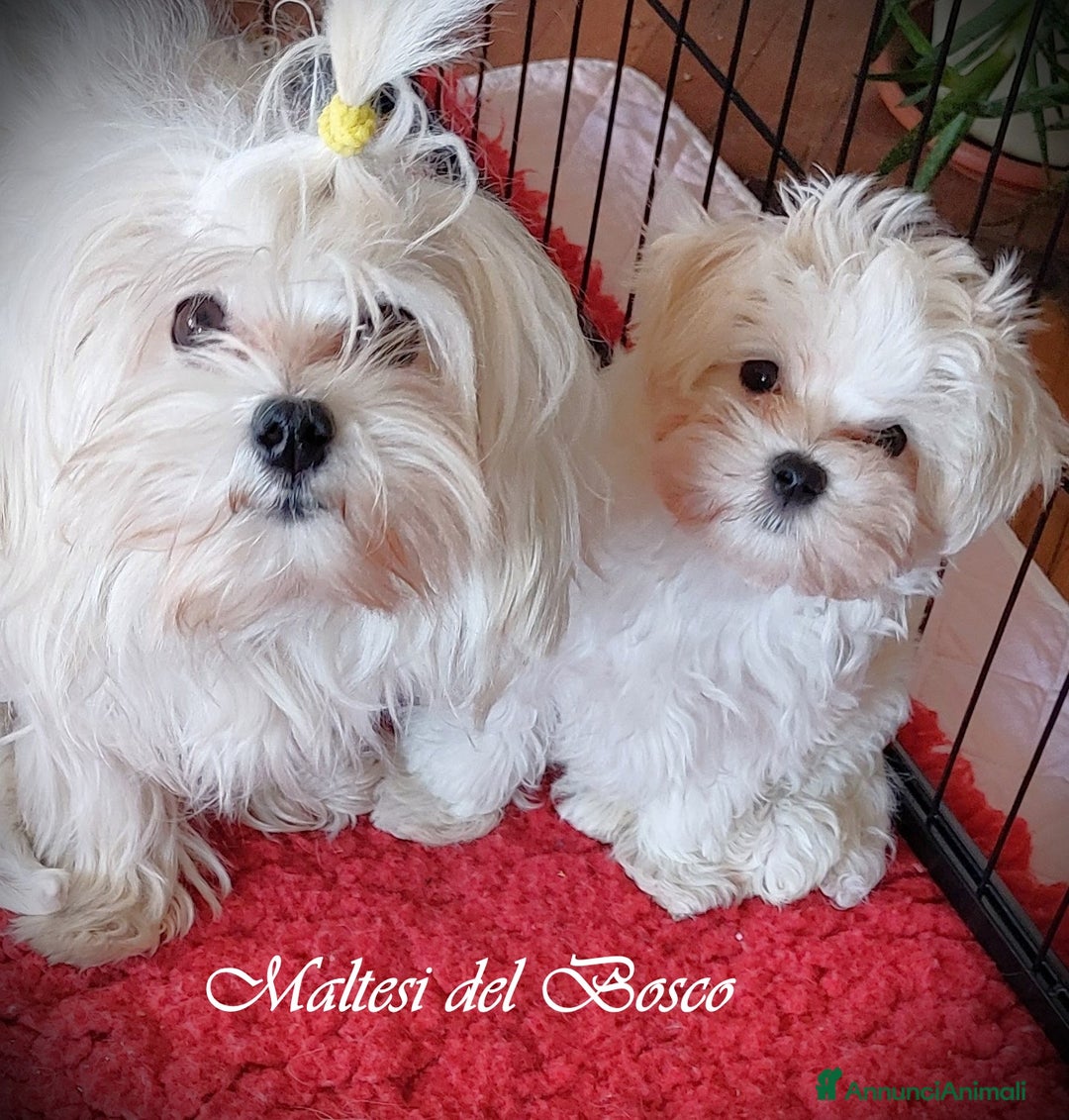 Immagine della galleria {{count}}