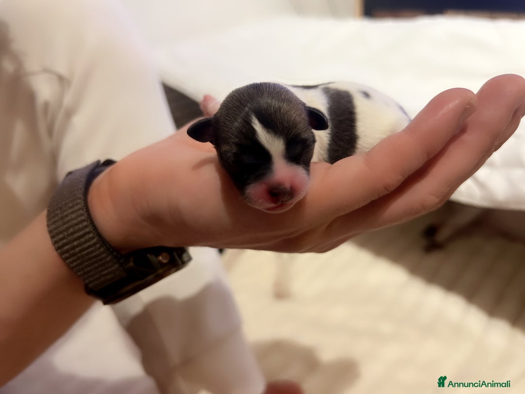 Chihuahua cani in vendita: Chihuahua - Annuncio 4