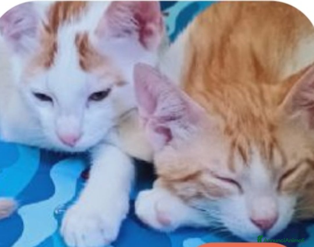 Europeo gatti in regalo: 2mici 6/7mesi INSEPARABILI bianchi/rossi.ROMA SOS - Annuncio 4