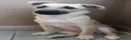 Meticcio cani in regalo: Milù  - Annuncio 6