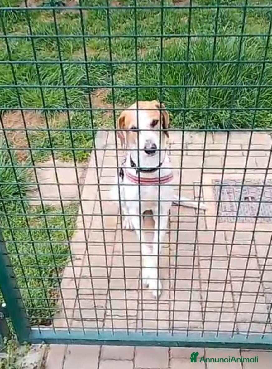 Meticcio cani UNA FAMIGLIA PER CHICCO - Annuncio 33