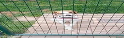 Meticcio cani in regalo: UNA FAMIGLIA PER CHICCO a Provincia di Varese - Annuncio 1