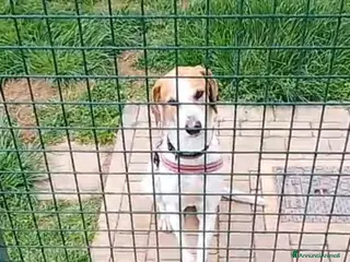 Meticcio cani UNA FAMIGLIA PER CHICCO - Annuncio 33