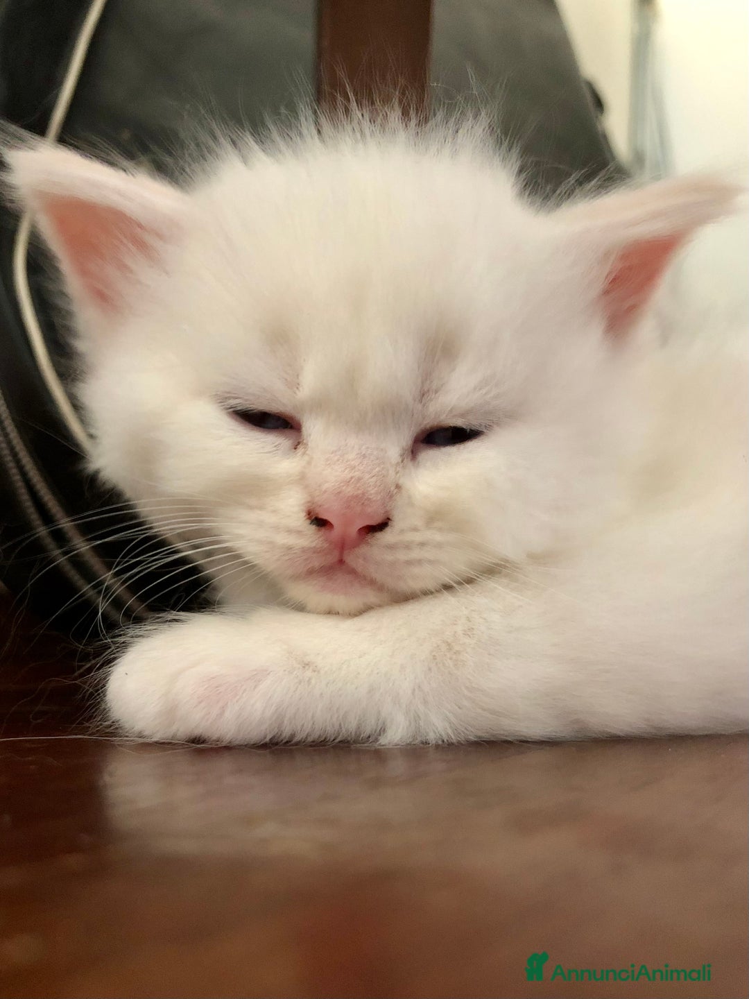Siberiano gatti in vendita: Cuccioli di Gatto Siberiano Ipoallergenico a Provincia di Varese - Immagine 9