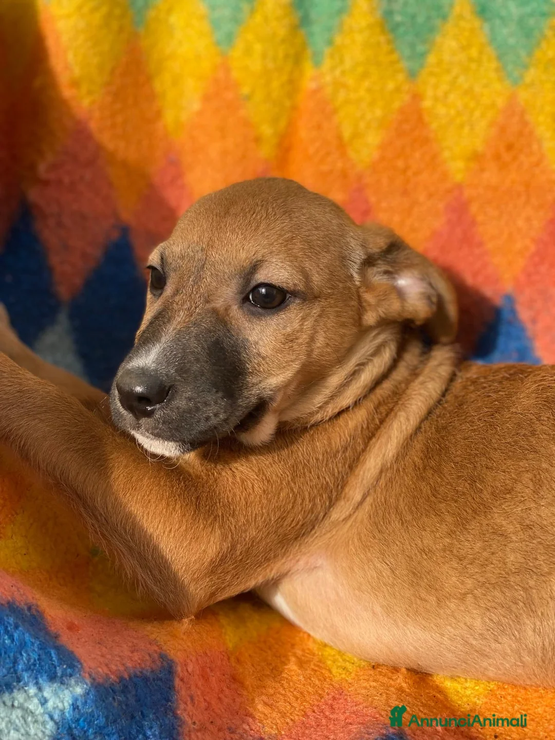 Meticcio cani in regalo: FRECCIA 🩷 -cucciola futura taglia medio/piccola😍 - Annuncio 2