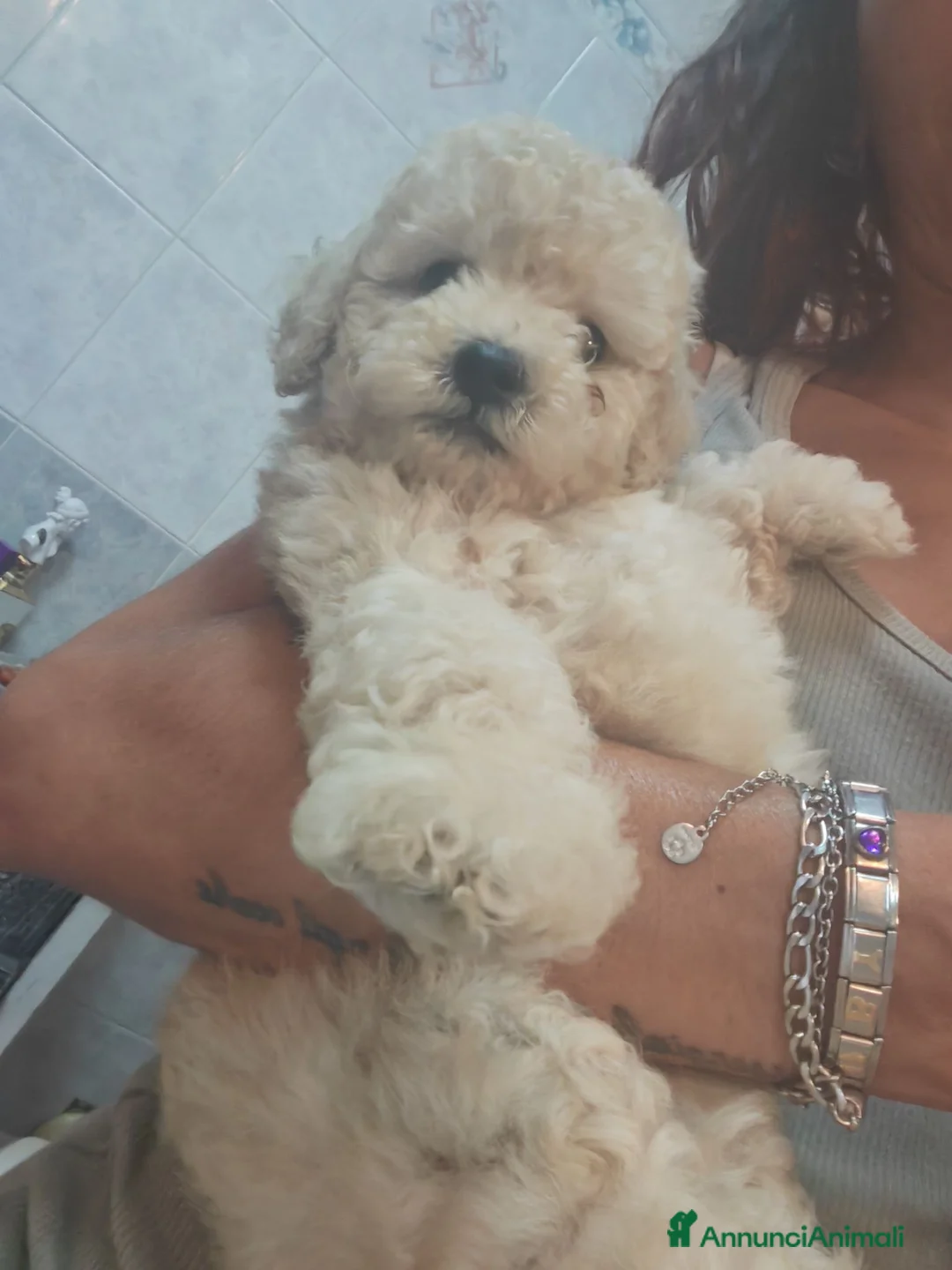 Barboncino Toy cani in vendita: Barboncini toy - Annuncio 1
