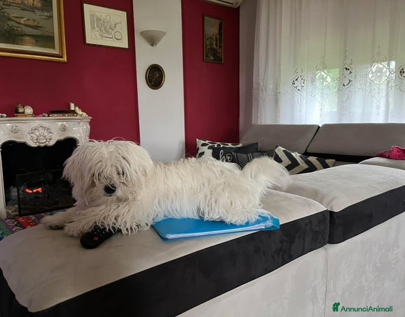 Maltese cani - Annuncio 9