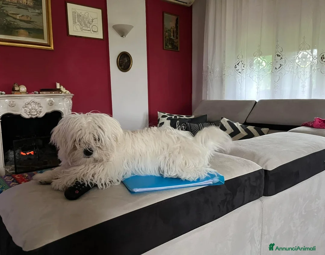 Maltese cani in vendita: Cucciola di maltese - Annuncio 1