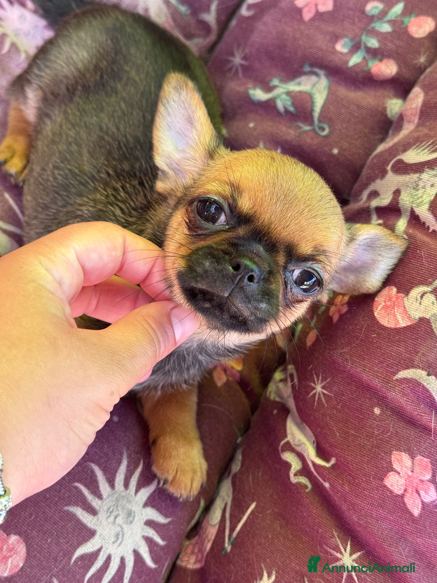 Chihuahua cani Chihuahua femmina  - Annuncio 6
