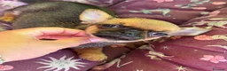 Chihuahua cani in vendita: Chihuahua femmina  - Annuncio 1