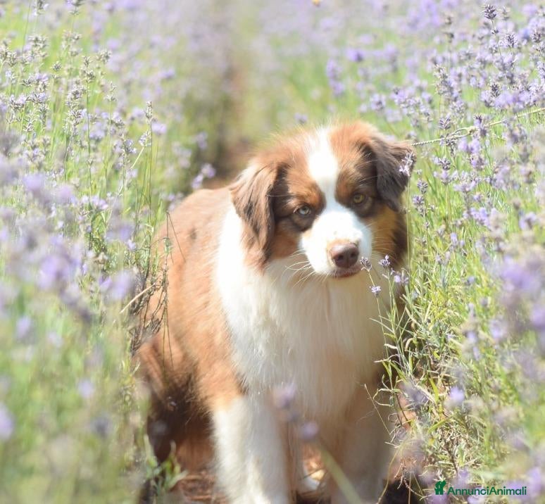Miniature American Shepherd cani in vendita: MINIATURE AMERICAN SHEPHERD - Annuncio 33