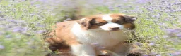 Miniature American Shepherd cani in vendita: MINIATURE AMERICAN SHEPHERD - Annuncio 1